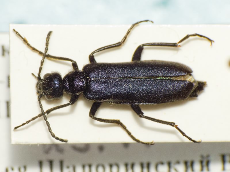 Meloidae Gyllenhal, 1810